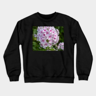 Beautiful White And Pink Centred Phlox Paniculata Flower Crewneck Sweatshirt